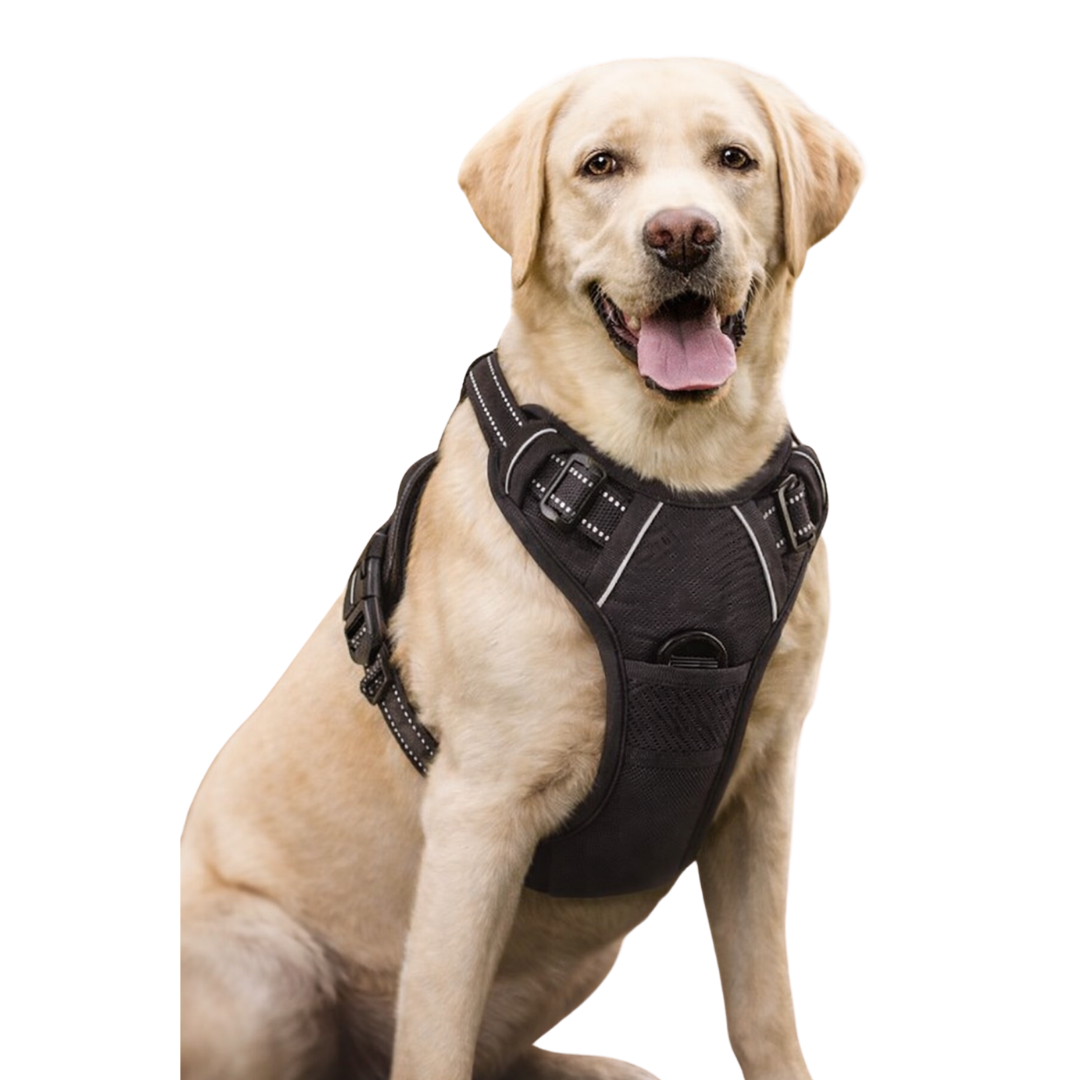 Arnés para correa de perro